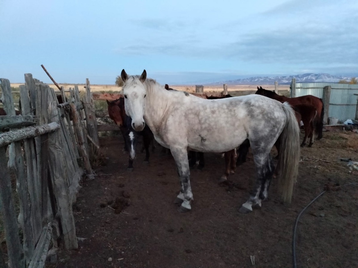 Полиция ВКО поймала предполагаемых скотокрадов с крупной добычей