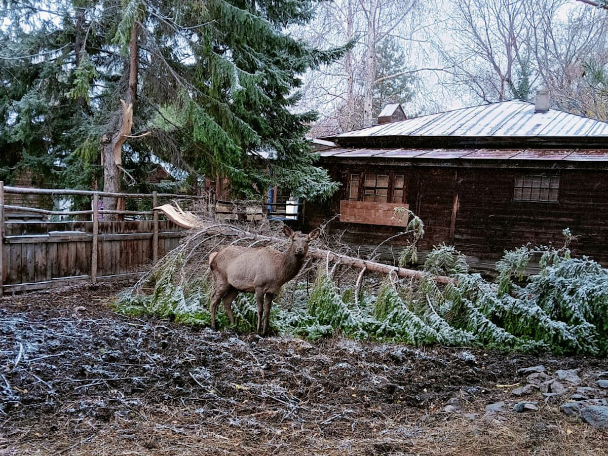 В парках Усть-Каменогорска живут утки, маралы и экзотические рыбки