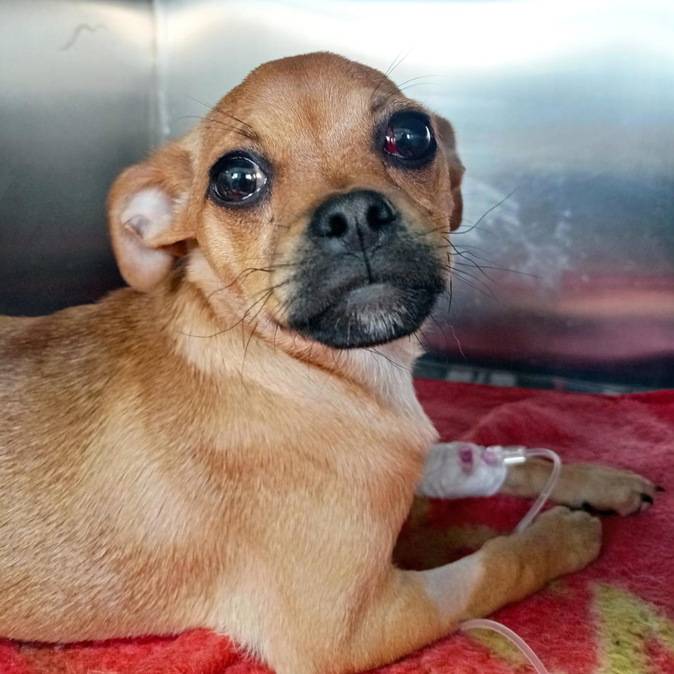 В Усть-Каменогорске ведется расследование в отношении мужчины, выбросившего щенка из окна