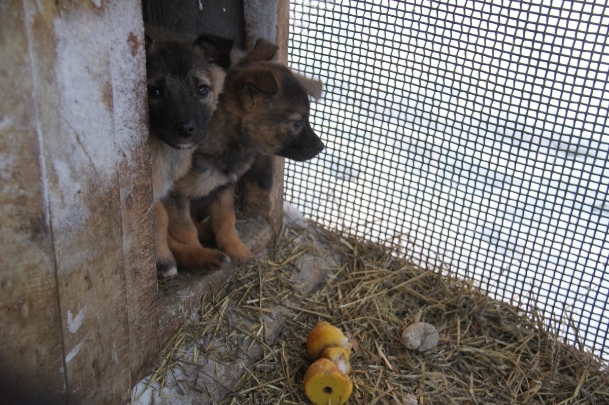 Как зимуют животные одного из приютов Усть-Каменогорска