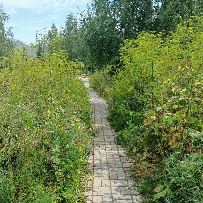 В одном из райцентров ВКО детские площадки соседствуют с опасными растениями