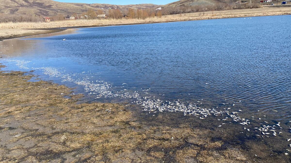 В одном из водоемов ВКО погибла рыба