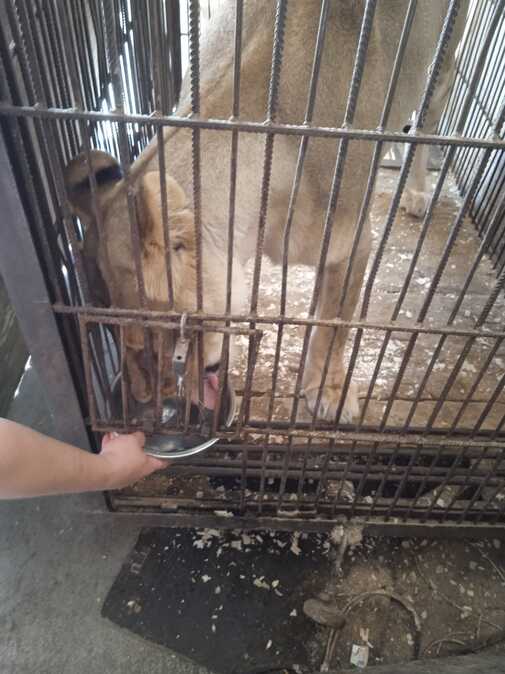 В Усть-Каменогорске жители беспокоятся, как переживают жару цирковые животные