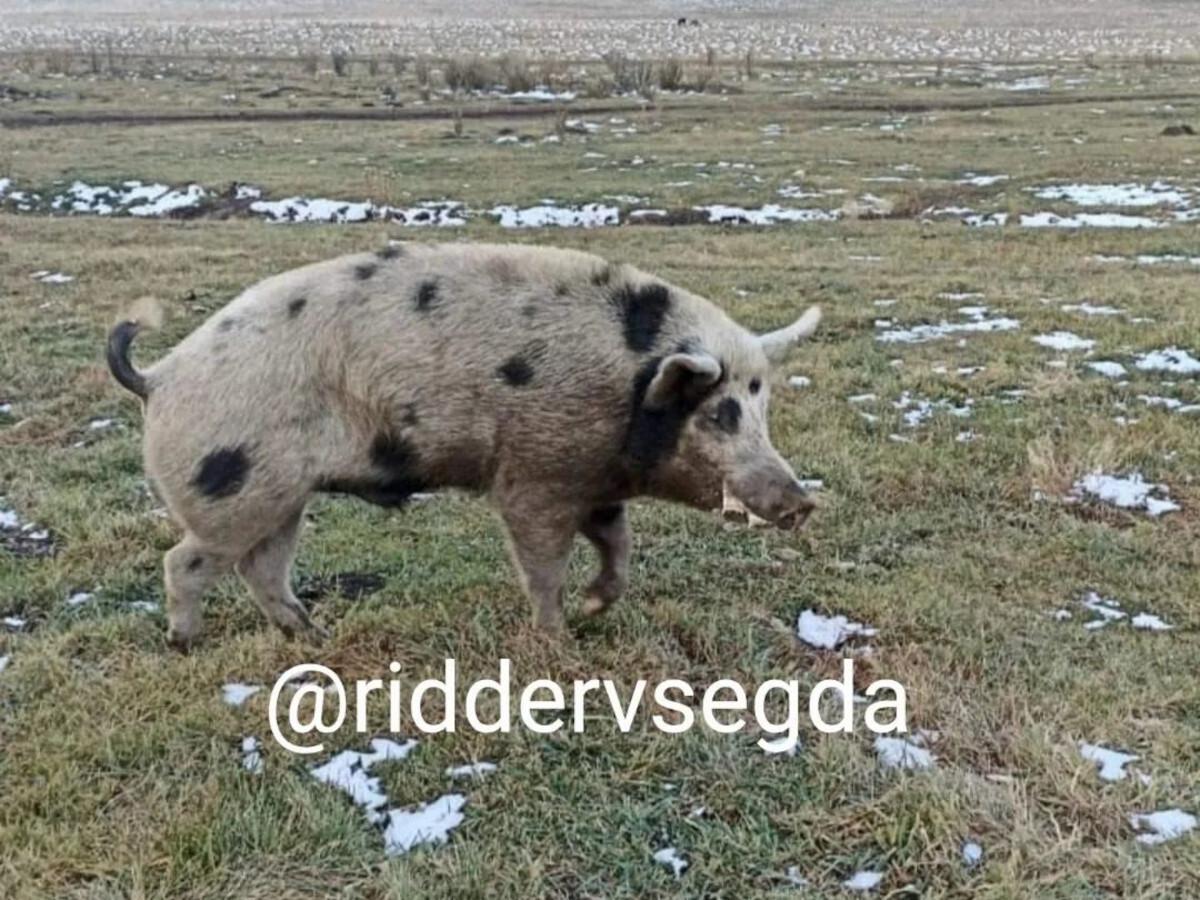 Жителя ВКО искусал кабан