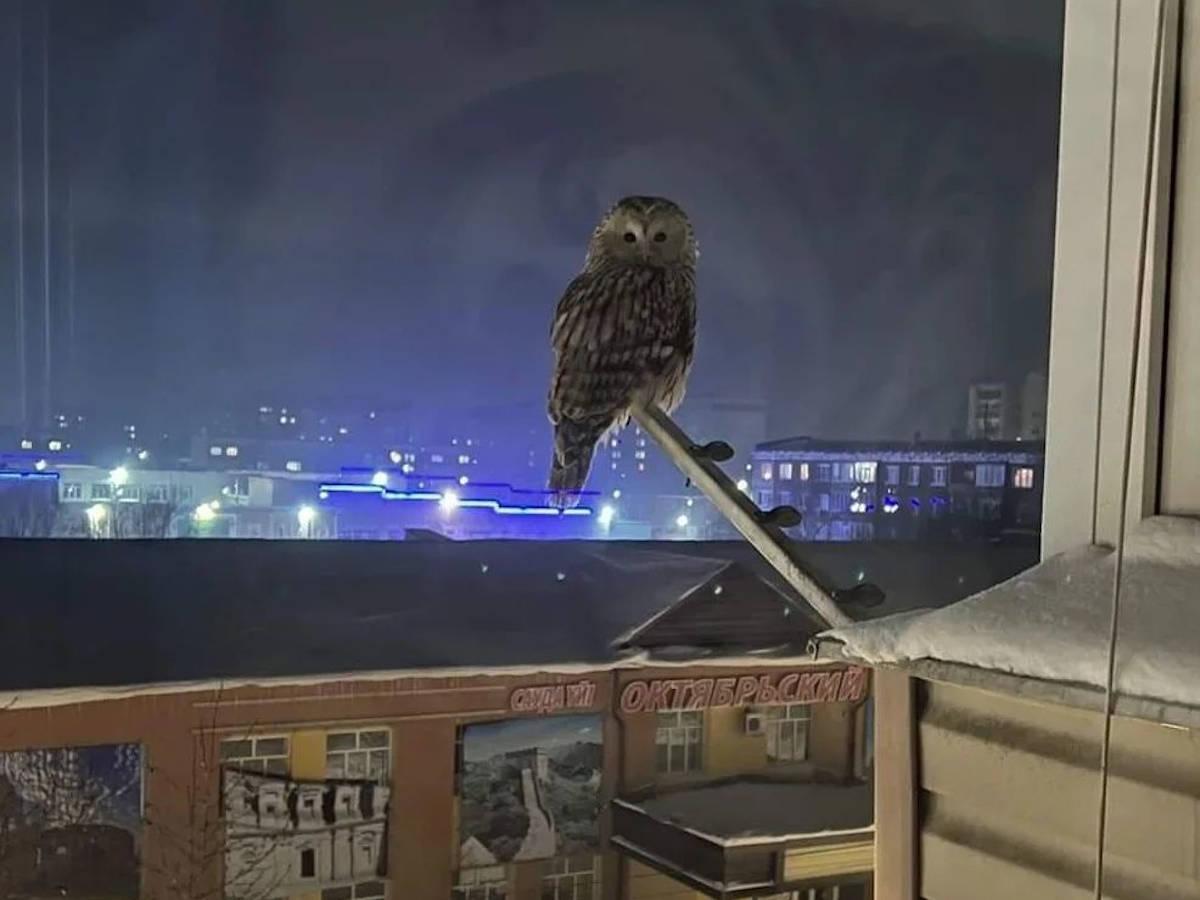 В Усть-Каменогорск прилетели совы