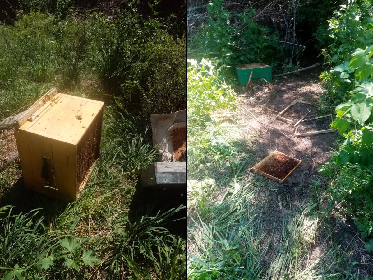 В ВКО пасечник не может найти управы на медведя-дебошира