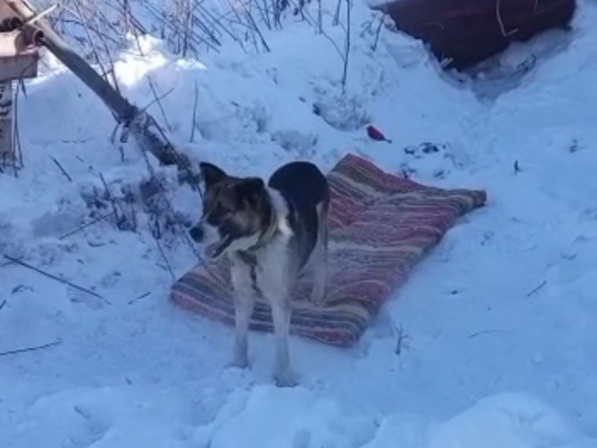 Нерадивый хозяин выкинул собаку вместе с мусором