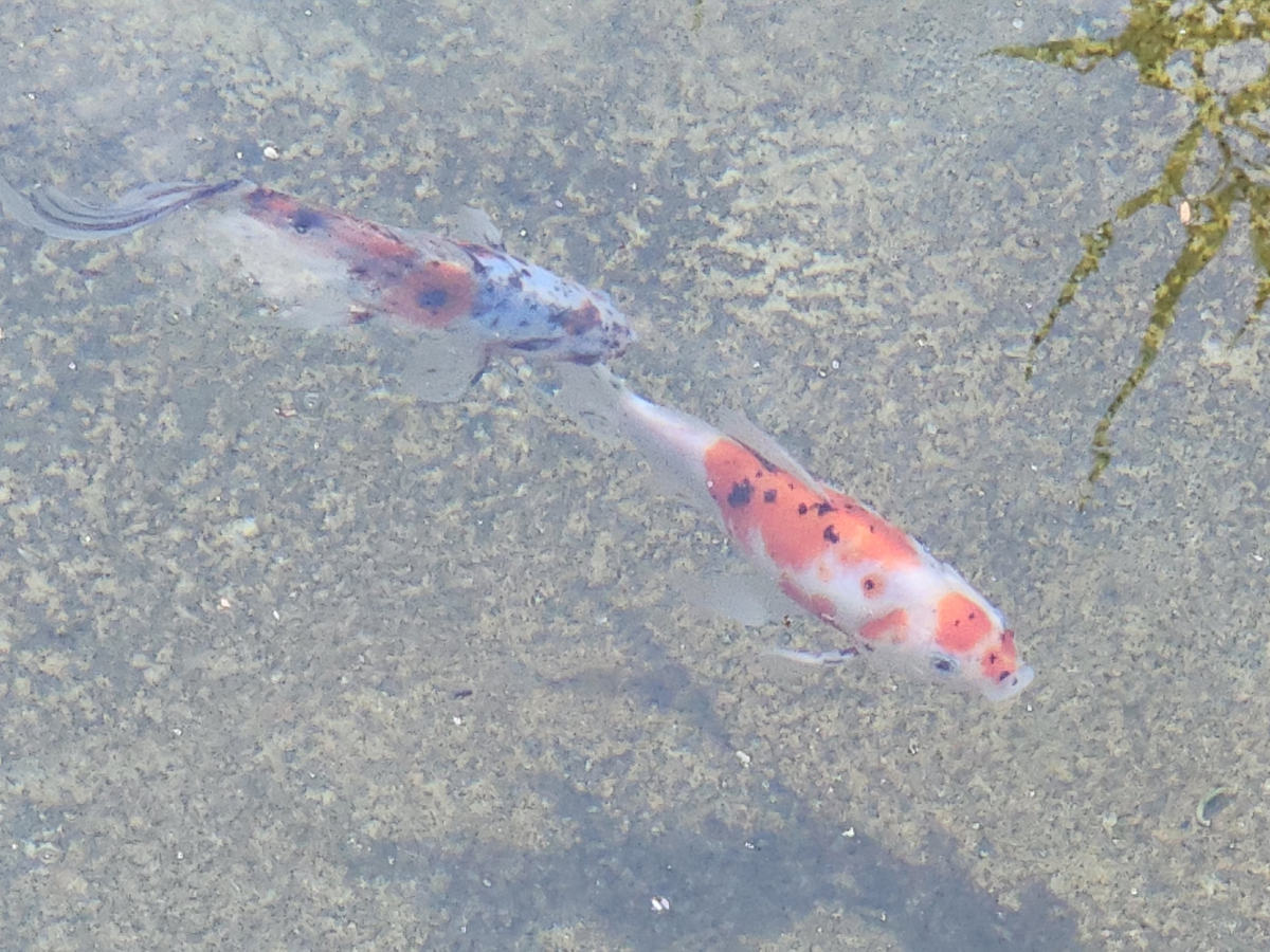 В парках Усть-Каменогорска живут утки, маралы и экзотические рыбки