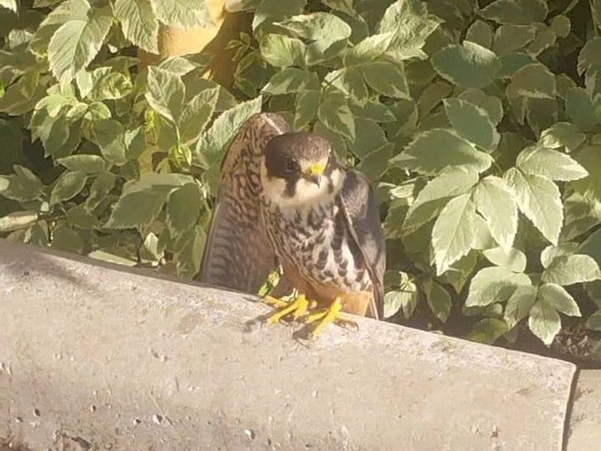 В Усть-Каменогорске жители обнаружили несколько покалеченных диких птиц