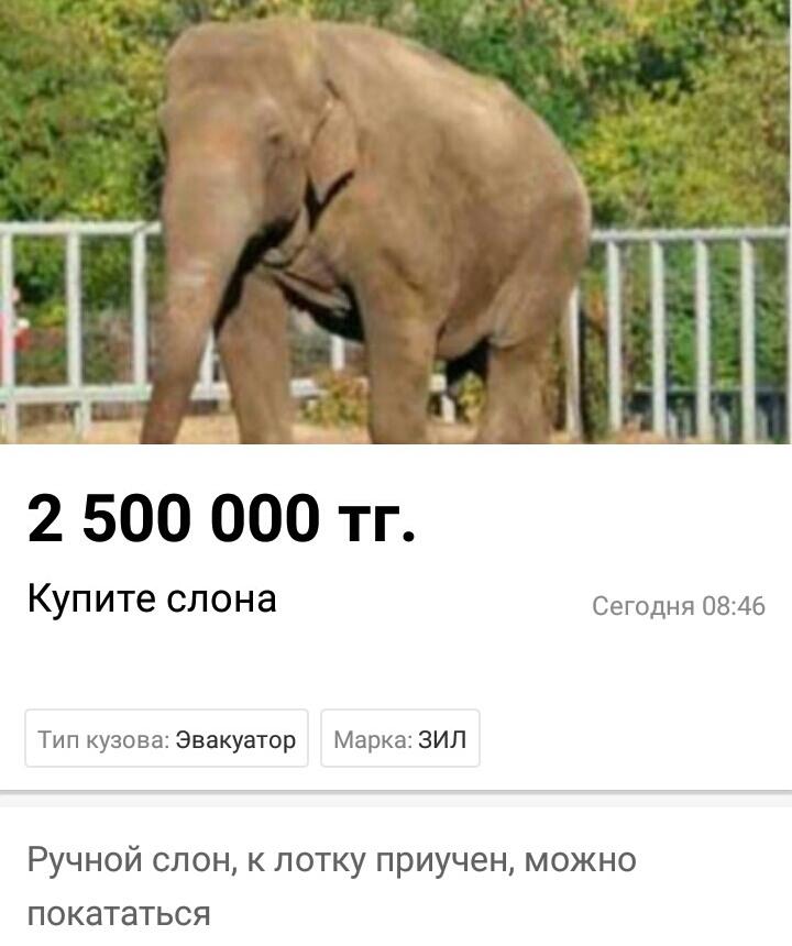 Остров на Бухтарме, слон и собутыльник на час: подборка нестандартных предложений от жителей ВКО