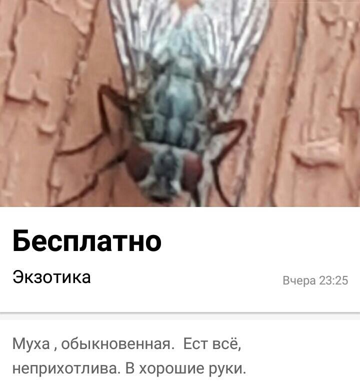 Остров на Бухтарме, слон и собутыльник на час: подборка нестандартных предложений от жителей ВКО