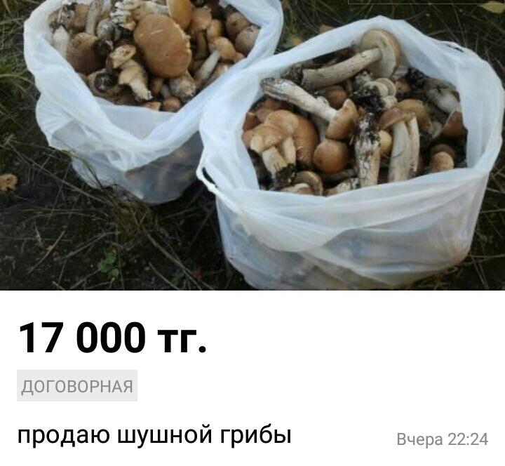 Остров на Бухтарме, слон и собутыльник на час: подборка нестандартных предложений от жителей ВКО