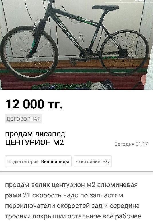 Остров на Бухтарме, слон и собутыльник на час: подборка нестандартных предложений от жителей ВКО